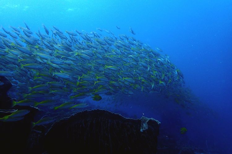 Fish swimming in sea