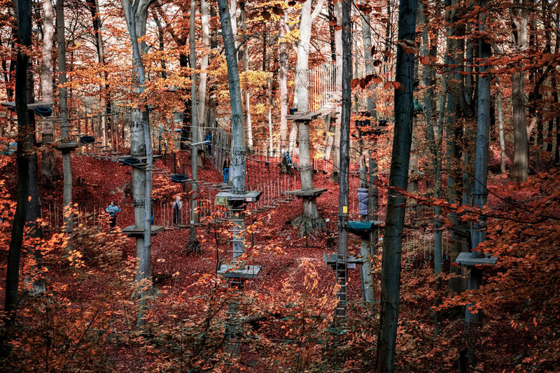 Trees in forest by climbing park