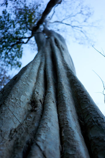Low angle view of tree trunk in forest