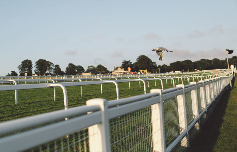 Bird flying over epsom downs racecourse against sky