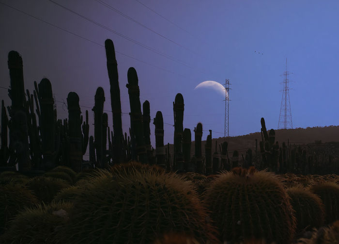 Low angle view of cactus growing on field against sky at sunset