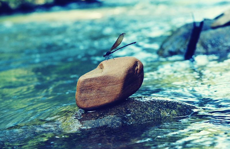 Close-up of snake on rock in water