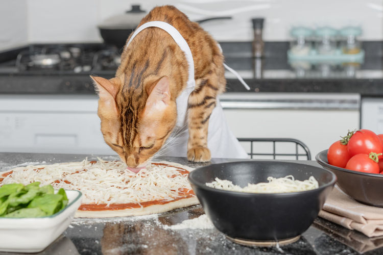 A cat dressed as a chef prepares margherita pizza in the kitchen.