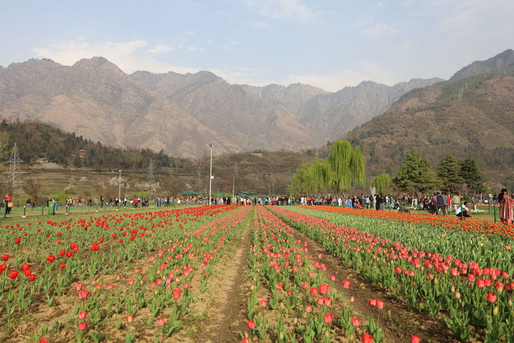 Scenic view of field by mountains against sky, tulip garden srinagar kashmir spring 2021