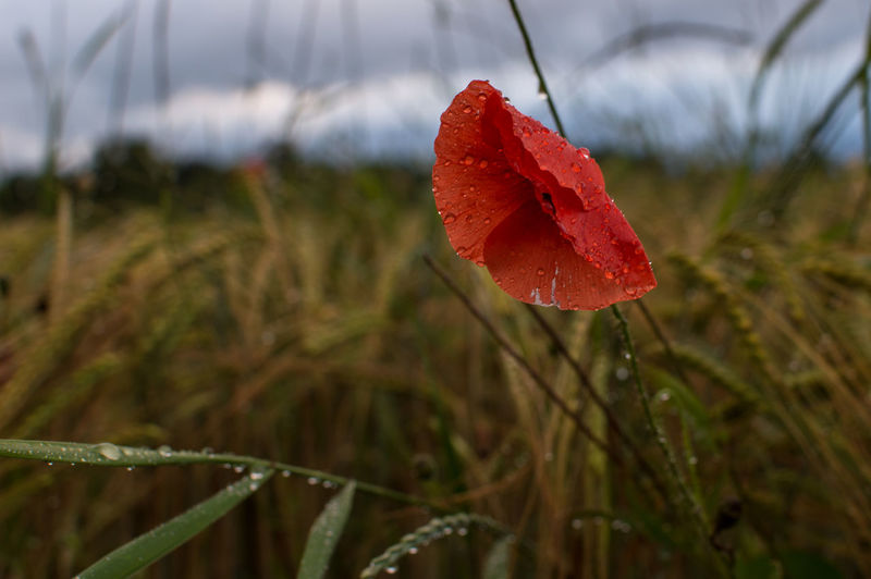 Close-up of red flower blooming in field