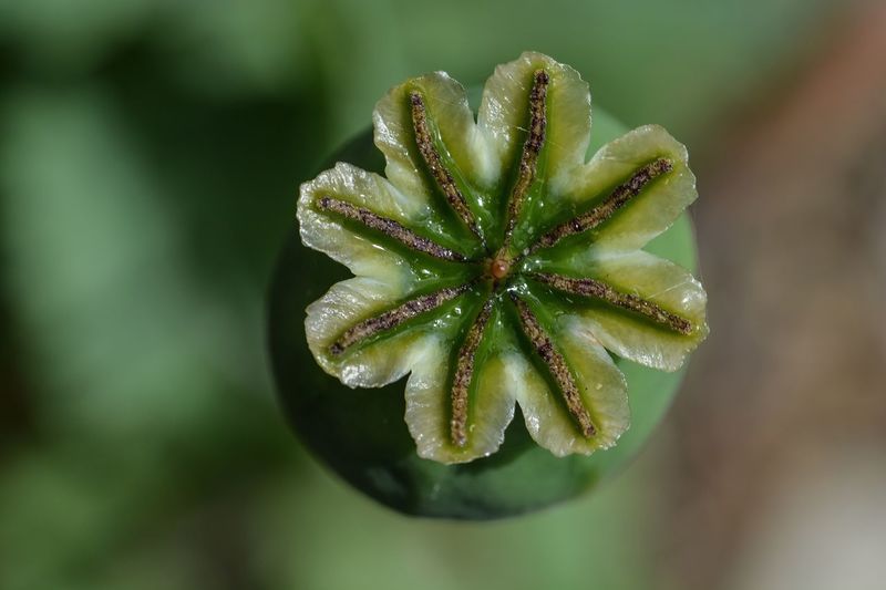 Close-up of opium poppy