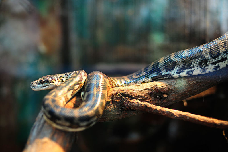 Close-up of snake on tree
