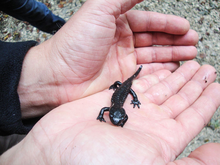Cropped image of hands holding salamander
