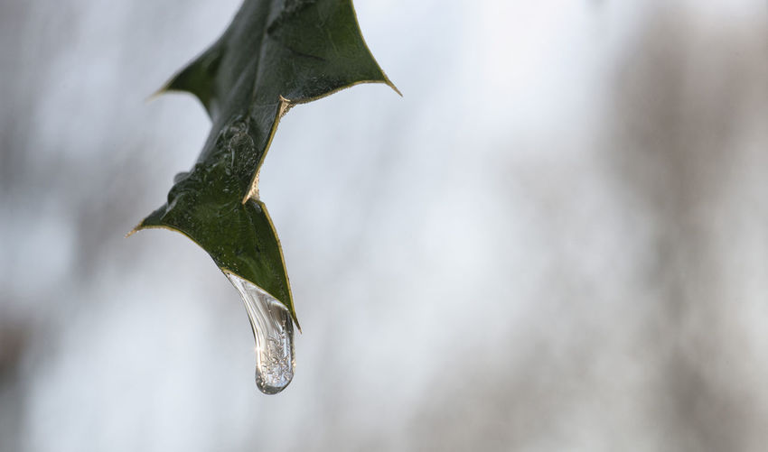 Close-up of water drop on tree against sky