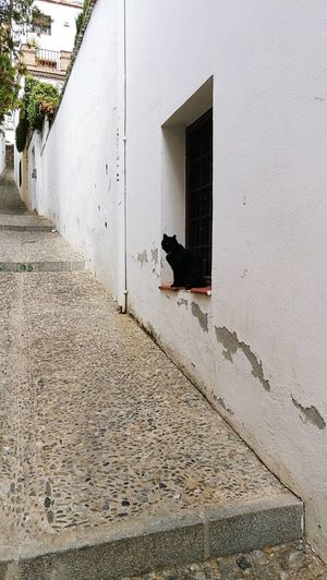 View of a dog on building wall