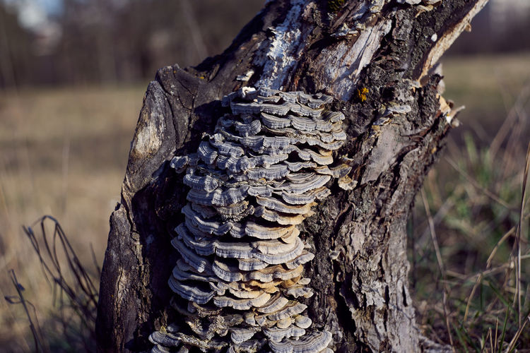 Close-up of tree trunk on field in forest