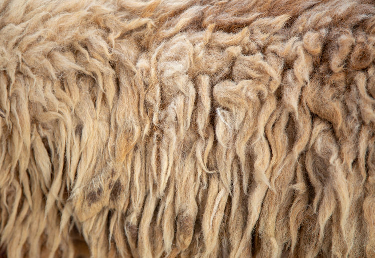 Full frame shot of a wool of goat and sheep animal