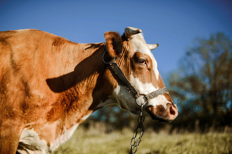 Portrait of cow standing on field