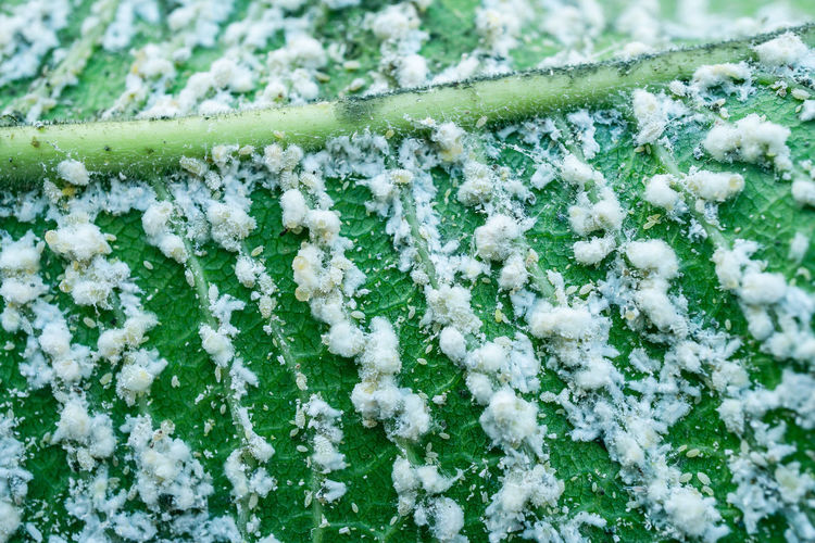 Close-up white aphids on leaves