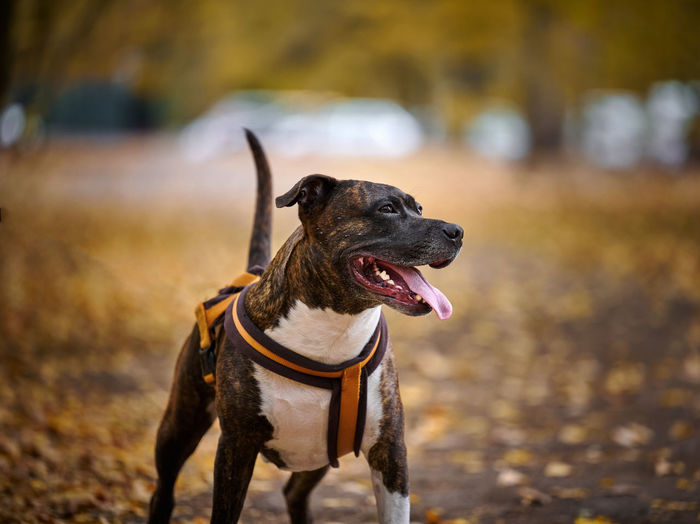 An adult brown american pit bull terrier stands in an autumn park and looks to the side. the mo