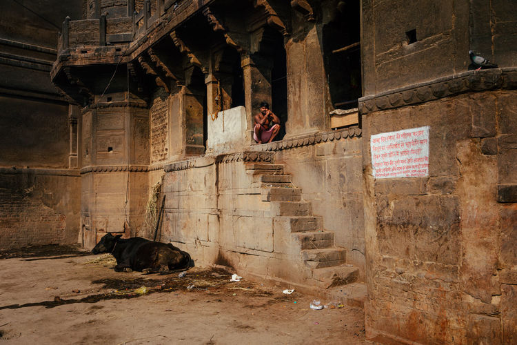 Varanasi, india - february, 2018: unrecognizable indian male sitting in window hole of old stone building and black cow lying in courtyard