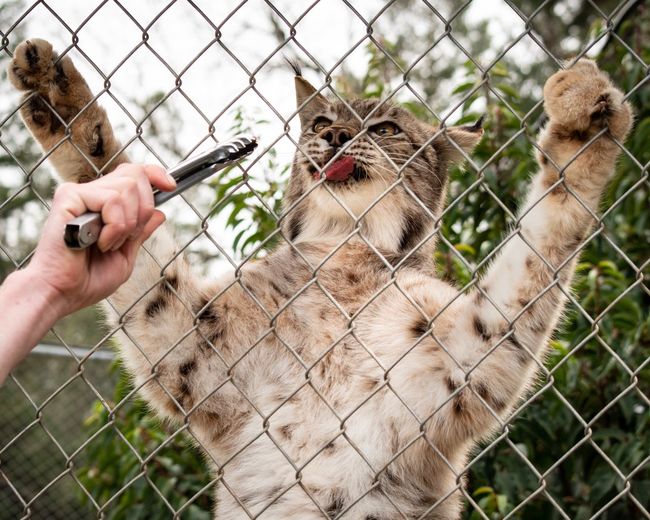 Latge cat getting fed through fence