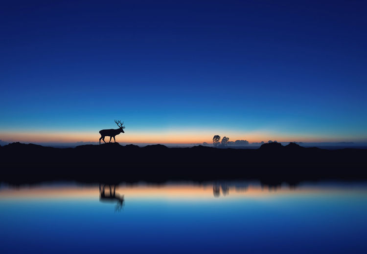 Reflection of silhouette deer in lake against clear blue sky at dusk