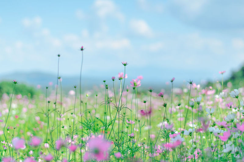 Close-up of cosmos flowers blooming in field
