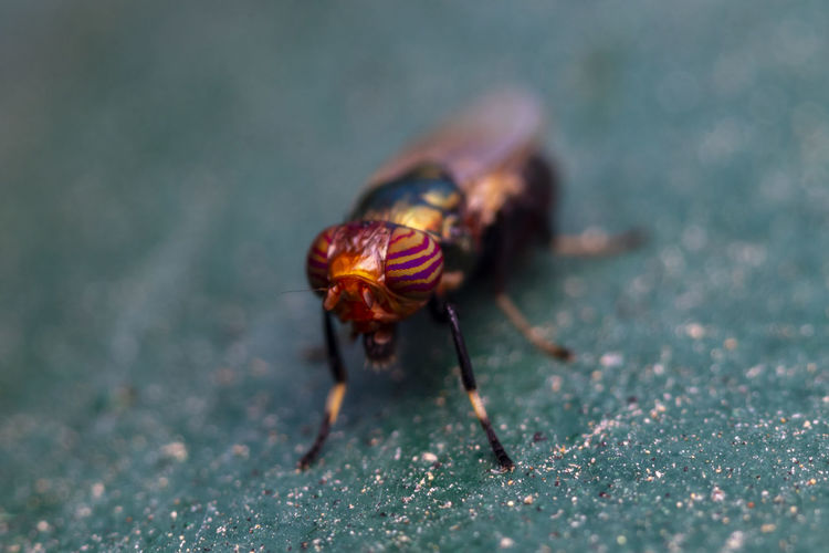 A beautiful macro-photo of a tiny colorful fly resting in shade  at the local nature reserve 