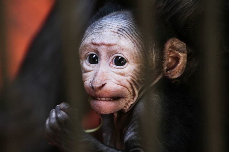 Close-up portrait of young monkey 