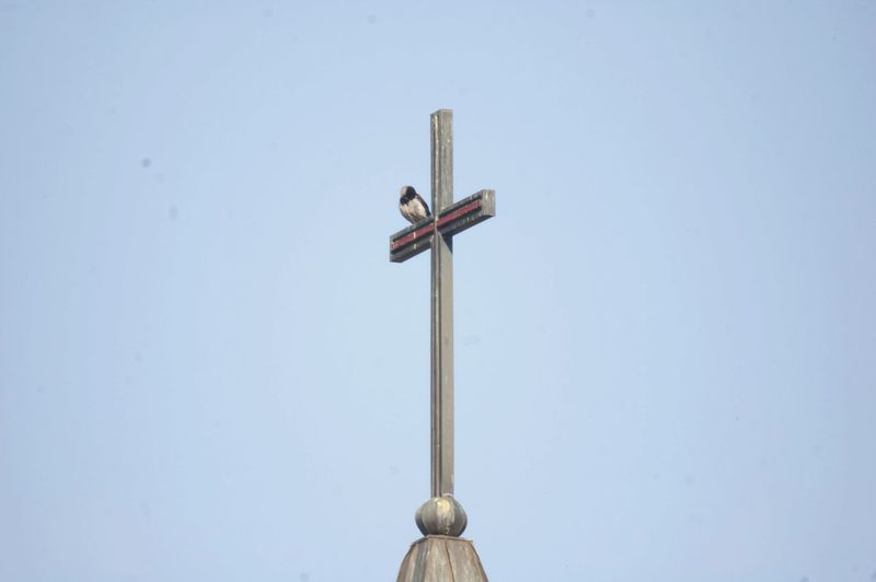 Low angle view of bird perching on cross against clear blue sky
