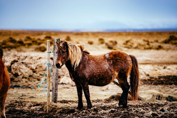 Horse standing by fence on field