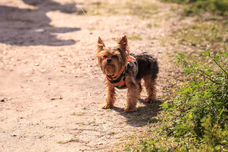 Tiny yorkshire terrier dog on a walk on a hiking path in irvine, california