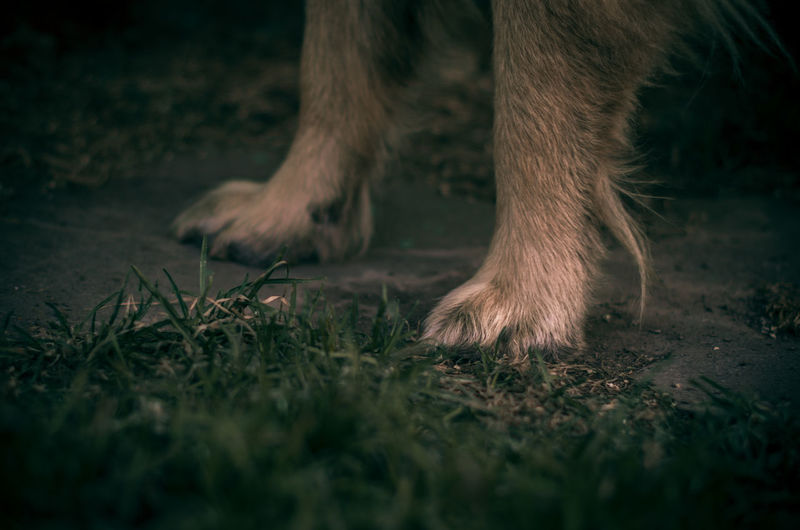 Low section of dog on ground