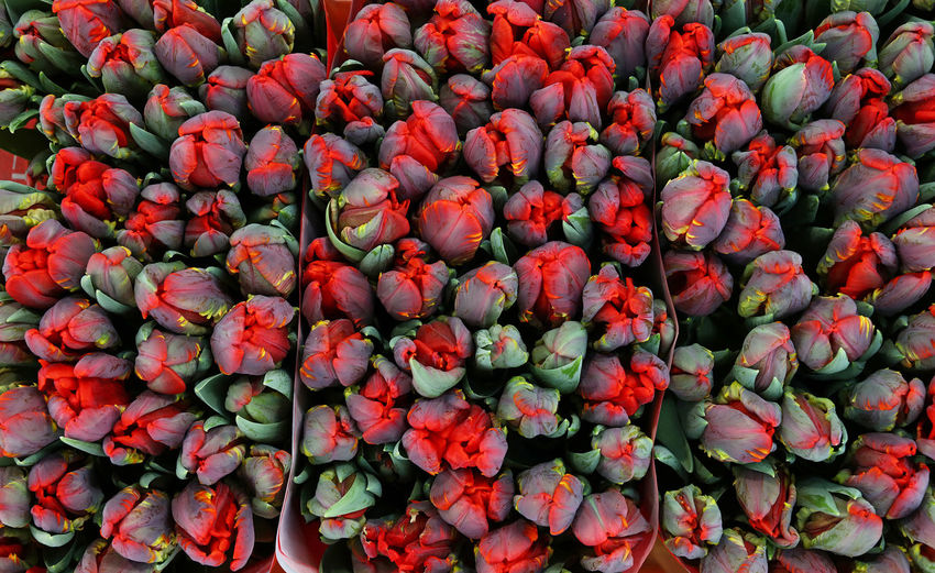 Full frame shot of red tulips 