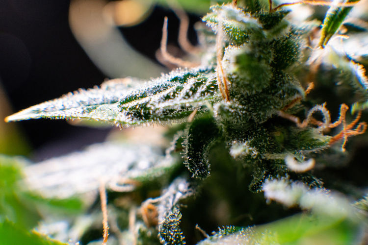 Close-up of cannabis plant growing outdoors