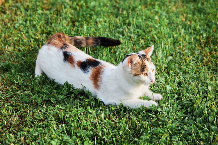 Adorable domestic cat, the kitten lies on the green grass. walking pets