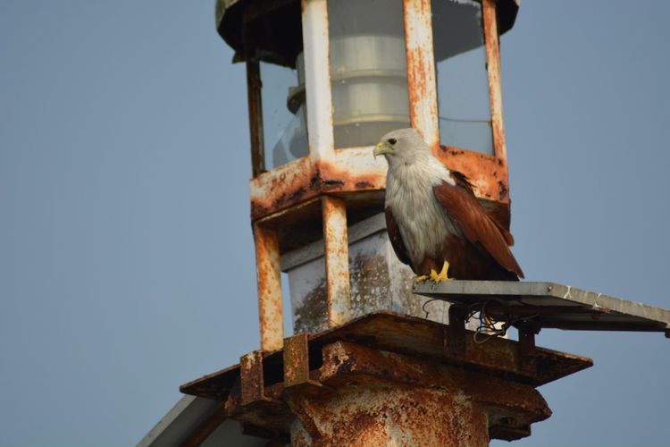 Low angle view of bird perching on rusty against clear sky