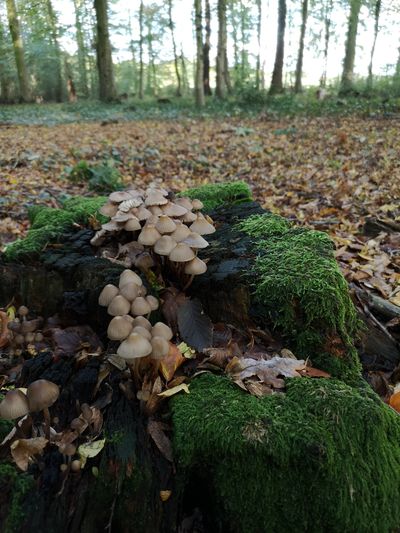 Mushrooms growing on tree trunk in forest