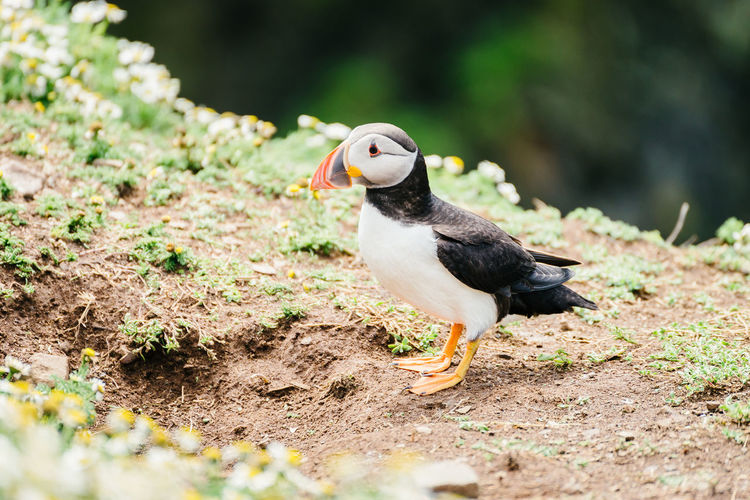 Atlantic puffin standing on the cliffs of skomer island in pembrokeshire, west wales uk - side view.