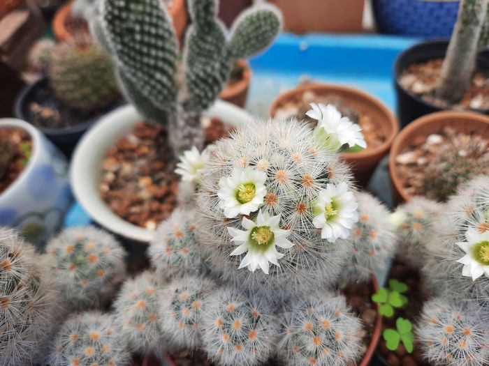 Close-up of succulent plant