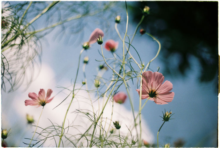 Close-up of flowering plants against blurred background