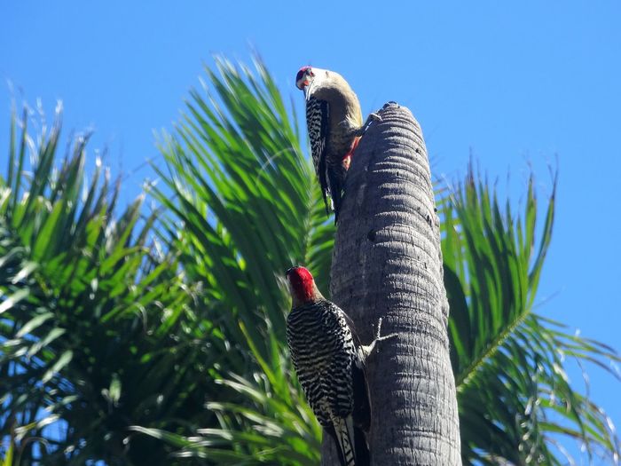 Low angle view of birds perching on plant against sky