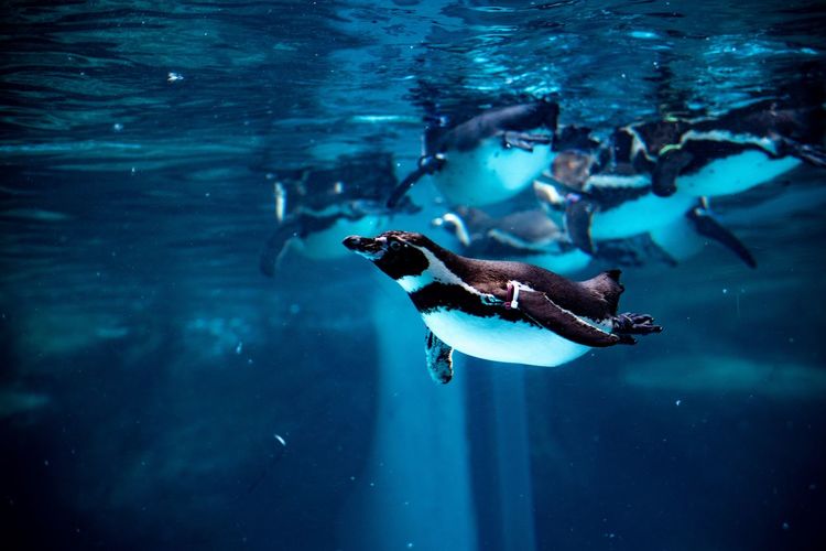 Close-up of penguin swimming undersea