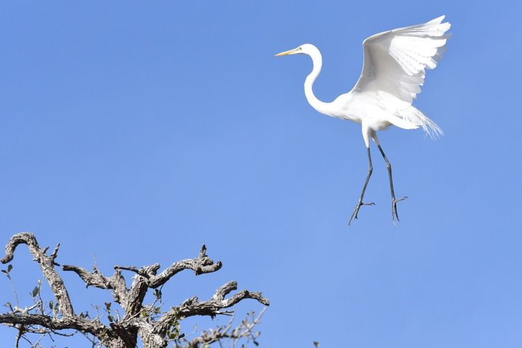 White egret flying against clear sky