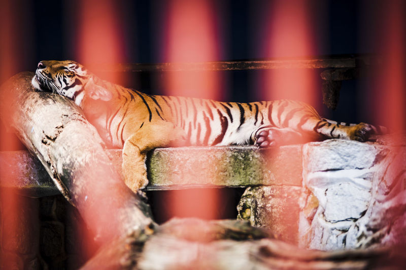 Tiger relaxing in cage at zoo