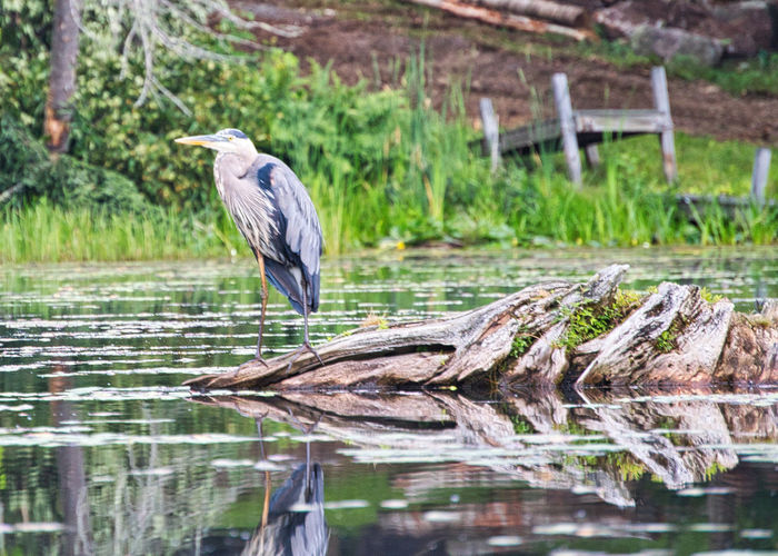 High angle view of gray heron perching on wood by lake