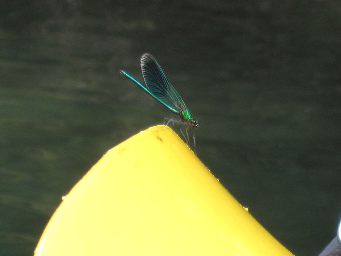 Close-up of damselfly perching on yellow leaf