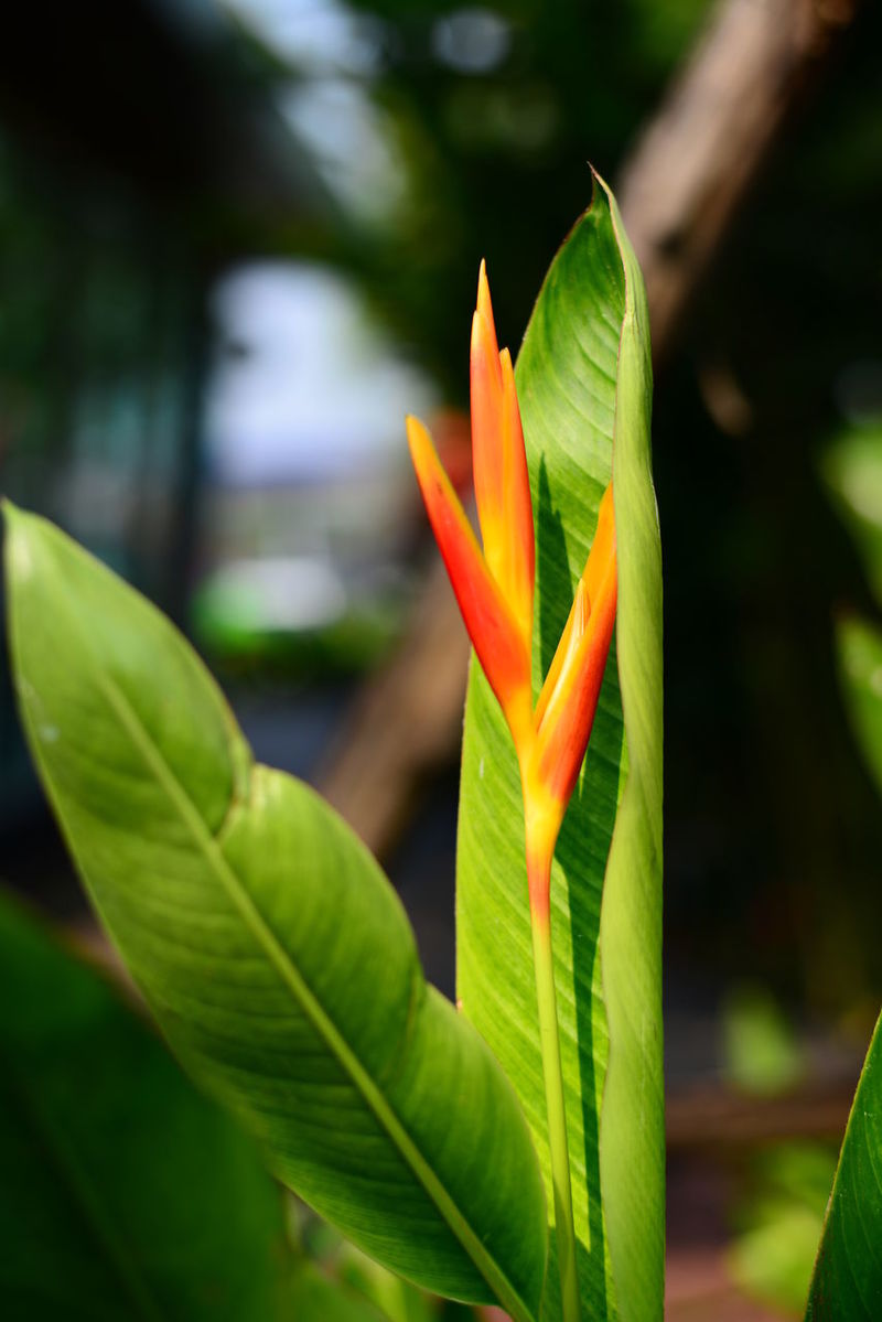 Bird Of Paradise - Plant pictures | Curated Photography on EyeEm