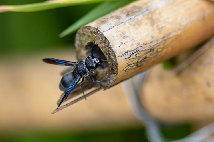 Close-up of insect on bamboo