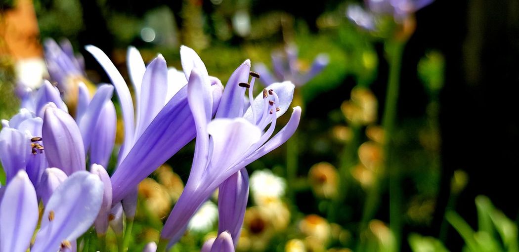 Close-up of purple crocus flowers in park