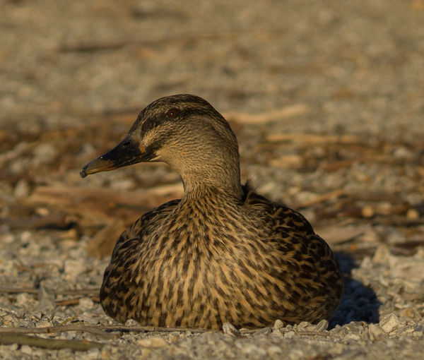 Close-up of female mallard duck resting on gravel