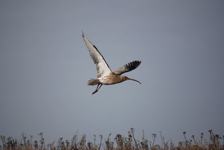 Low angle view of bird flying against clear sky
