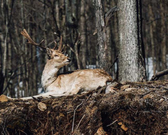 Deer relaxing on tree trunk