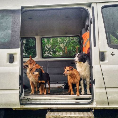 Dogs in van